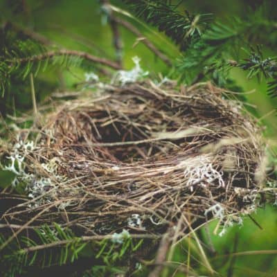 PARENTS: ARE YOU STIRRING THE NEST?