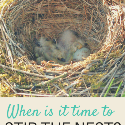 STIRRING THE NEST: A LESSON IN LETTING OUR KIDS GO